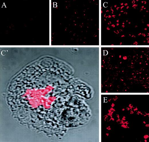 Fig. 2. Jaspamide induces actin aggregation in HL-60 cells in a dose- and time-dependent manner. HL-60 cells were treated with jaspamide and stained for actin (with mouse anti-actin MoAb labeled with rhodamine-conjugated donkey anti-mouse antibody) and analyzed by CLSM. (A) Untreated cells. (B) Cells grown for 24 hours with 10−8 mol/L jaspamide. (C, C’) Cells grown for 24 hours with 10−7 mol/L jaspamide; in C’ the actin staining (red) is overlaid on the Nomarski image (gray). (D) Cells grown for 48 hours in the presence of 10−8 mol/L jaspamide. (E) Cells grown for 48 hours in the presence of 10−7 mol/L jaspamide (A through E: original magnification × 250) (C’: original magnification × 2,100).