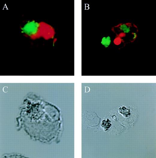 Fig. 6. Effect of jaspamide on phagocytosis of C albicansby HL-60 cells and monocytes. (A and C) HL-60 cells or (B and D) monocytes were grown for 24 hours in the presence of jaspamide 10−7 mol/L and exposed to fluorescence-stained C albicans for 30 minutes. Cells were stained with Rh-phalloidin and analyzed by CLSM for (A and B) fluorescence or (C and D) Nomarski (original magnification × 1,700).