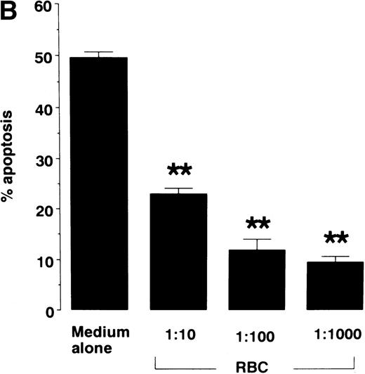 Fig. 1. Effect of RBCs on neutrophil apoptosis. Neutrophils were cultured for varying times (A) or 16 hours (B) in RPMI 1640 containing 5% FCS in the presence or absence of 1:10 to 1:1000 RBCs. Apoptotic cells were identified by morphology on light microscopy and % apoptosis was obtained from 300 counts per experiment. Data represents mean ± SEM of 6 experiments. ** P < .01 versus cells in the absence of RBCs.