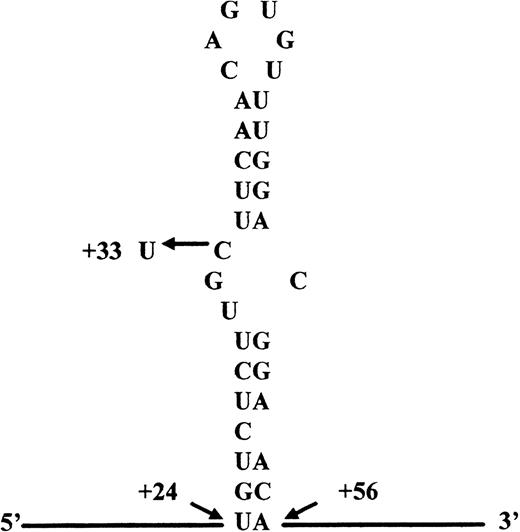 Fig. 2. Sequence and proposed structure of the ferritin L-subunit IRE mRNA. The mutation found in the 5′ UGC bulge is indicated. Numbering is from the first transcripted nucleotide.