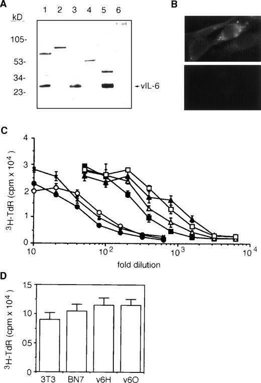 Fig. 1. Characterization of stable vIL-6 transfectants. (A) Western blotting with anti–vIL-6 peptide Ab of cell lysates from BCP-1 (lane 1); parental NIH3T3 (lane 2); NIH3T3 transfected with BCMGSneo-vIL-6 (lane 3); NIH3T3 transfected with BCMGSneo (lane 4); and conditioned media from NIH3T3 cells transfected with BCMGSneo-vIL-6 (lane 5) and with control BCMGSneo (lane 6). The conditioned media were concentrated 10-fold using Centriprep-10 (Amicon). (B) Representative vIL-6 staining by indirect immunofluorescence of vIL-6 (upper) and vector control (lower) transfectants. (C) B9 cell proliferative responses to serial dilutions of conditioned media from parental line NIH3T3 (x); vector controls BN5 (○); BN7 (•); and vIL-6 transfectant v6C (□); and v6H (▪), v6I (▵), and v6O (▴) clones. Each data point is the average (±SD) of six determinations. (D) Spontaneous proliferation of parental NIH3T3, vector control transfected BN7 clone, and vIL-6 transfected clones v6H and v6O. Cells (2,000 cells/well) were cultured for 72 hours in complete culture medium. The results reflect mean proliferation (±SD) of triplicate cultures.