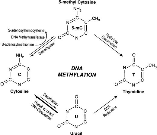 Fig. 1. Schematic representation of the biochemical pathways for cytosine methylation, demethylation, and mutagenesis of cytosine and 5-mC.