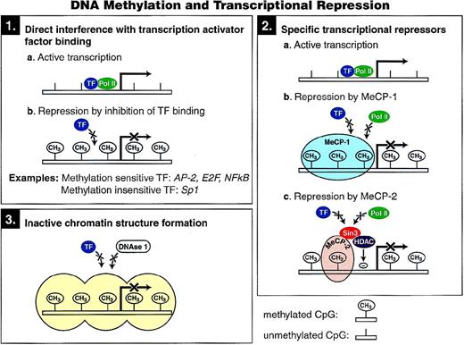 Fig. 3. Proposed mechanisms of transcriptional repression mediated by cytosine methylation.