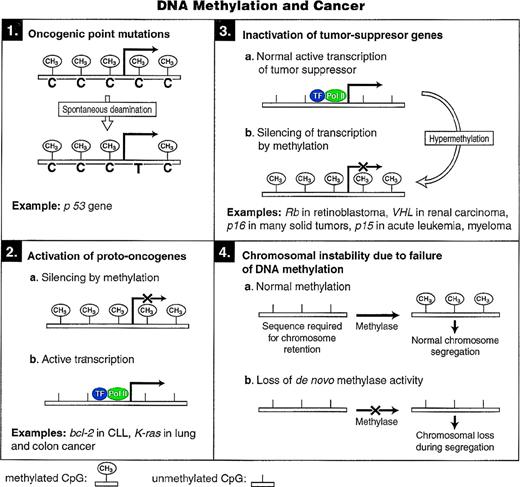 Fig. 4. Models for the different mechanisms through which cytosine methylation can promote oncogenesis.
