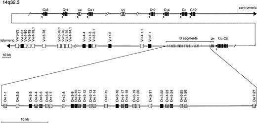 Fig. 1. Schematic representation of the human IGH locus on chromosome 14q32.3. The IGH gene complex consists of numerous (>120) V gene segments, 27 D gene segments, 6 functional J gene segments, and C gene segments for the constant domains of the various IgH classes and subclasses, most of which are preceded by switch sequences (s).23285253 Pseudogenes are represented as open bars. The 27 Dh gene segments are grouped in 7 families based on sequence homology. Members of the same Dh family are depicted with the same shading pattern.