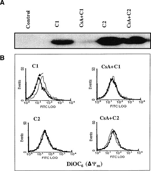 Fig. 7. C1-triggered Cyt.C release and decrease in mitochondrial ▵ψm is dependent on opening of the MPT pore. (A) Purified rat liver mitochondria (0.5 mg) were exposed to 100 μg/mL of C1 or C2 in the presence or absence of CsA (10 μmol/L) for 30 minutes at 30°C. Mitochondria were then pelleted and supernatants were subjected to SDS-PAGE electrophoresis and Western blot analysis for Cyt.C as described in Materials and Methods. (B) Mitochondria were treated with C1 and C2 in the presence or absence of CsA as above and stained with membrane potential-sensitive dye DiOC6 (40 nmol/L) at 37°C for 30 minutes, washed, and analyzed by flow cytometry for ▵ψm.