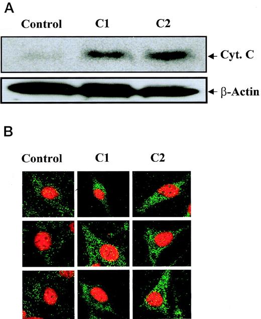 Fig. 5. C1 and C2 trigger translocation of mitochondrial Cyt.C in HL60 and M14 cells. (A) HL60 (30 × 106 cells) were treated with 100 μg/mL of C1 or C2 for 12 hours and cytosolic fractions were subjected to SDS-PAGE electrophoresis, transferred to PVDF membrane, and subjected to Western blot analysis for Cyt.C as described in Materials and Methods. Anti–β-actin antibody was used to assess equal loading of samples. (B) M14 cells (1 × 103) were grown on cover slips and treated with 100 μg/mL of C1 or C2 for 12 hours, and Cyt.C localization was determined by confocal microscopy using anti-Cyt.C as described in Materials and Methods.