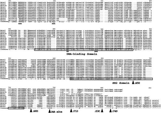 Fig. 1. Mutagenesis of conserved regions of murine STAT5A. Amino acid sequence alignment of the central region of several mammalian (H, human; M, mouse; R, rat) STAT family members is shown. Numbering is from the amino terminus, and alignment was performed by the program PRETTY.PILEUP (GCG, University of Wisconsin). The consensus sequence is given at the bottom; a capital letter indicates a highly conserved amino acid (at least 8 of 12 members). The numbering at the top of each panel refers to the consensus sequence and because of gaps in the homology is not correct for STAT5A. The positions of the canonical Src homology 2 (SH2) domain and the putative DNA-binding domain as defined by Horvath et al57 are indicated by the shaded boxes, whereas the conserved JAK phosphorylation site is indicated by the arrowhead. The locations of the alanine substitution mutations WKR→AAA, RQQ→AAA, EE→AA, and VVV→AAA are indicated by bold face A characters below the sequence. The positions of insertion of termination codons in the murine STAT5A C-terminal truncation mutants ▵53C (this report), ▵683,23 ▵749,24 ▵713,25 and ▵65049 are shown by arrowheads.