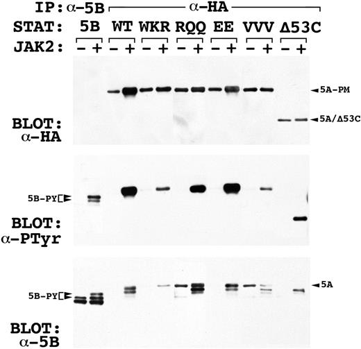 Fig. 2. The STAT5A mutants are tyrosine-phosphorylated by JAK2, but the STAT5A/WKR mutant fails to heterodimerize with STAT5B. Wild-type or mutant STAT5A was coexpressed in 293T cells with STAT5B with or without JAK2; in the left two lanes, STAT5B alone was expressed with and without JAK2. Proteins were immunoprecipitated with anti-HA (-HA) or anti-STAT5B (-5B) antibodies and blotted with anti-HA (top panel), anti-phosphotyrosine (middle panel), or anti-STAT5B (bottom panel) antibodies. Note that the anti-STAT5B antibody also recognizes STAT5A and the STAT5A mutants with the exception of ▵53C, which is lacking the C-terminal epitope recognized by this antisera. The positions of the STAT5A and STAT5B proteins are indicated by the arrowheads at right. The STAT5A point mutants (5A-PM) migrate more slowly than STAT5B due to additional amino acids at the C-terminus and the HA epitope tag at the N-terminus. When coexpressed with JAK2, STAT5B migrates as three distinct forms (left 2 lanes, bottom panel), of which the two most slowly migrating forms are tyrosine phosphorylated (5B-PY, middle panel).