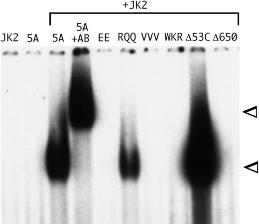 Fig. 3. The STAT5A/WKR, EE, and VVV mutants lack FcγRI GAS DNA-binding activity. Nuclear extracts were prepared from 293T cells transfected with JAK2 and the indicated murine STAT5A mutants and analyzed by EMSA using a 32P-labeled FcγRI-derived GAS probe. 293T cells transfected with either parental STAT5A (5A) alone or JAK2 (JK2) alone are shown at left. STAT5-specific GAS DNA-binding activity was confirmed by incubation with anti-STAT5A antibody (5A+JK2+AB). The positions of the STAT5 GAS DNA-binding complex (lower arrowhead) and the supershifted complex (upper arrowhead) are indicated. Similar supershifts using anti-HA antibody were observed for the STAT5A/RQQ and STAT5A/▵53C complexes (data not shown).