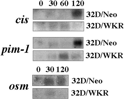 Fig. 6. STAT5A/WKR inhibits the expression of the IL-3–responsive genes pim-1, cis, and osm in the myeloid cell line 32D. 32D cells expressing either the neomycin resistance gene alone (32D/Neo) or STAT5A/WKR (32D/WKR) were deprived of IL-3 for 6 hours and then stimulated with 10% WEHI-3B–conditioned medium. Total RNA was prepared at the indicated time periods and analyzed by Northern blot using 32P-labeled PIM-1,CIS, or OSM probes. All lanes had equal loading as judged by ethidium bromide staining of ribosomal RNAs (data not shown).