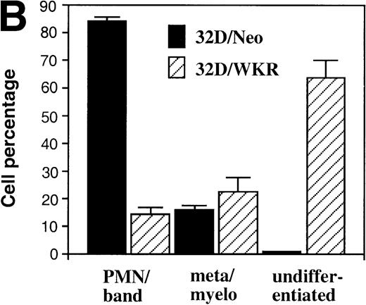 Fig. 8. STAT5A/WKR and STAT5A/▵53C block G-CSF–induced neutrophil differentiation of 32D cells. (A) 32D cells expressing either the neomycin resistance gene alone (32D/Neo), STAT5A/WKR (32D/WKR), or STAT5A/▵53C (32D/▵53C) were placed in 100 ng/mL human recombinant G-CSF and minimal IL-3 to permit cell viability throughout the differentiation assay. Wright-Giemsa–stained cytospins were prepared on the indicated days to assess G-CSF–dependent morphologic maturation of 32D cells. The photographs depicted are representative of at least two independent experiments. (B) Cytospins from day 7 of G-CSF treatment from 32D/Neo and 32D/WRK cells were scored for neutrophil differentiation on the basis of morphology, and the results of three differential counts of 100 cells are each depicted with standard error. (C) 32D/Neo and 32D/WKR cells were analyzed by FACS after staining with anti-CD11b monoclonal antibody (thick line) or isotype control antibody (thin line) on the day before (day 0) and the indicated days after initiation of G-CSF treatment.