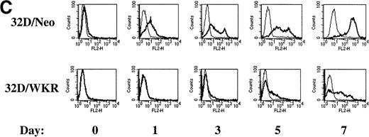 Fig. 8. STAT5A/WKR and STAT5A/▵53C block G-CSF–induced neutrophil differentiation of 32D cells. (A) 32D cells expressing either the neomycin resistance gene alone (32D/Neo), STAT5A/WKR (32D/WKR), or STAT5A/▵53C (32D/▵53C) were placed in 100 ng/mL human recombinant G-CSF and minimal IL-3 to permit cell viability throughout the differentiation assay. Wright-Giemsa–stained cytospins were prepared on the indicated days to assess G-CSF–dependent morphologic maturation of 32D cells. The photographs depicted are representative of at least two independent experiments. (B) Cytospins from day 7 of G-CSF treatment from 32D/Neo and 32D/WRK cells were scored for neutrophil differentiation on the basis of morphology, and the results of three differential counts of 100 cells are each depicted with standard error. (C) 32D/Neo and 32D/WKR cells were analyzed by FACS after staining with anti-CD11b monoclonal antibody (thick line) or isotype control antibody (thin line) on the day before (day 0) and the indicated days after initiation of G-CSF treatment.