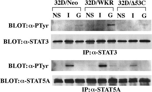Fig. 9. The STAT5A/WKR and ▵53C mutants do not inhibit STAT3 activation. Populations of 32D cells expressing either the neomycin resistance gene alone (32D/Neo), STAT5A/WKR (32D/WKR), or STAT5A/▵53C (32D/▵53C) were starved of IL-3 and then stimulated with IL-3 (I), G-CSF (G), or unstimulated (NS). Extracts were precipitated with anti-STAT3 (top 2 panels) or anti-STAT5A (bottom 2 panels) antibodies, blotted to nitrocellulose, and hybridized with anti-phosphotyrosine antibody (top panel of each pair). Membranes were then stripped and reprobed with anti-STAT3 or anti-STAT5A antibodies, respectively (bottom panel of each pair). Expression of STAT5A/▵53C (not recognized by STAT5A antibody) was confirmed by anti-HA Western blot (data not shown).