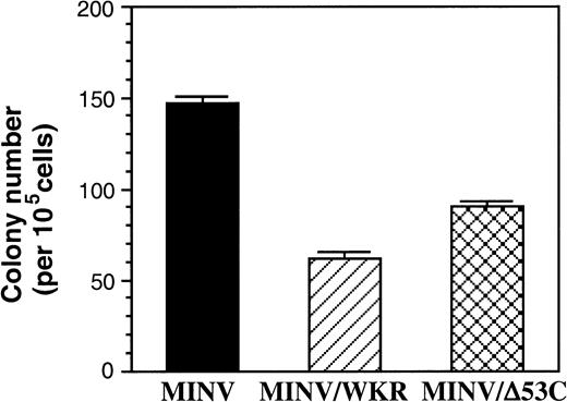 Fig. 10. The STAT5A/WKR and ▵53C mutants inhibit G-CSF–dependent granulocytic colony formation in primary murine bone marrow. Primary murine bone marrow was transduced with parental MINV retrovirus (MINV) or MINV retrovirus expressing STAT5A/WKR (MINV/WKR) or STAT5A/▵53C (MINV/▵53C) and then plated in triplicate in methylcellulose culture with G418 and exogenous G-CSF. The mean number of granulocytic colonies on day 4 to 5 per 105 cells plated is shown and is representative of three independent experiments. Error bars indicate the standard error. No colonies were observed in sham-infected cultures selected in G418 or upon omission of G-CSF from the medium.