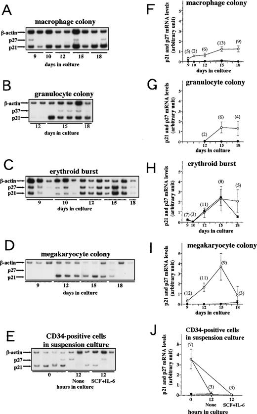 Fig. 2. p21 and p27 mRNA expression during clonal culture of CD34+ cells. Human umbilical cord CD34+cells were incubated in methylcellulose culture containing cytokines or in suspension culture as described in Materials and Methods. From day 9 to 18, the indicated colonies were harvested for RNA extraction and cytosmeared for lineage confirmation (see Table 2). Purified CD34+ cells and cells in suspension culture of CD34+ cells were harvested for RNA extraction. RT-PCR was performed as described in Materials and Methods and each PCR product was separated on a 4.5% polyacrylamide gel followed by autoradiography. (A through E) Autoradiographs of RT-PCR products. Arrows indicate the PCR products corresponding to p21, p27, and β-actin. (F through J) p21 and p27 mRNA expression levels in the indicated colonies are standardized to β-actin determined by densitometry and are plotted over time in culture. The mean ± SE (bar) is shown. (○) p21; (•) p27. Numbers of colonies analyzed are denoted in parentheses. Seven cord blood samples were used for these studies.
