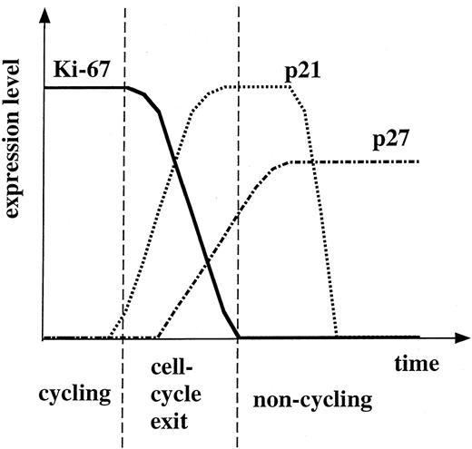 Fig. 8. A hypothesis of the time course of p21, p27, and Ki-67 protein expression in megakaryocytes.