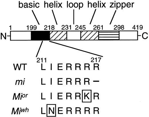 Fig. 1. A diagram of MITF with its theoretical functional domains and the location of the mutations investigated in this study. The mutation point at or-MITF or wh-MITF was boxed. The amino acids are numbered from the initiation codon. The mi-MITF deletes one of three arginines (amino acid 215 to 217). It is unclear which one has been deleted.