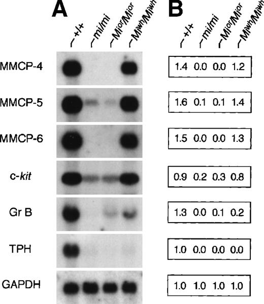 Fig. 2. Expression of various genes in CMCs derived from +/+,mi/mi, Mior/Mior, andMiwh/Miwh mice. (A) The blot was hybridized with 32P-labeled cDNA probe of MMCP-4, MMCP-5, MMCP-6, c-kit, Gr B, TPH, or GAPDH. (B) Quantification of amount of each mRNA using densitometry. Three independent experiments were performed, and comparable results were obtained. A representative experiment is shown.