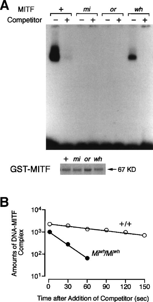 Fig. 6. DNA binding ability of +-MITF, mi-MITF,or-MITF, or wh-MITF examined by EGMSA and dissociation assay performed with +-MITF or wh-MITF. (A) EGMSA using GST-MITF fusion proteins. The labeled 5′-TGGTGGGGACACATGTTACATGGA oligonucleotide was used as a probe (hexameric motif recognized by MITF is underlined). Each lane contains 3.5 μg of GST-+-MITF, GST-mi-MITF, GST-or-MITF, or GST-wh-MITF in the absence or presence of a 200-fold molar excess of unlabeled oligonucleotide as a competitor. Coomasie brilliant blue staining for GST-+-MITF, GST-mi-MITF, GST-or-MITF, or GST-wh-MITF was shown below the result of EGMSA. The amount of protein in each lane was the same as the amount used in EGMSA. (B) Dissociation assay performed with +-MITF and wh-MITF. Reaction mixtures for DNA-+-MITF and DNA-wh-MITF complexes were prepared, and a 500-fold molar excess of unlabeled oligonucleotide was added. The reactions were sampled after further incubation time of 30, 60, 90, 120, and 150 seconds. The regions of the autoradiogram containing DNA-MITF complexes were scanned with a densitometer, and the values were plotted against the incubation period.
