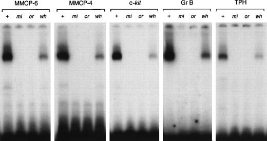 Fig. 7. DNA binding ability of +-MITF, mi-MITF,or-MITF, or wh-MITF to the binding motif located in MMCP-6, MMCP-4, c-kit, Gr B, or TPH promoter. Each lane contains 3.5 μg of GST-+-MITF, GST-mi-MITF, GST-or-MITF, or GST-wh-MITF.