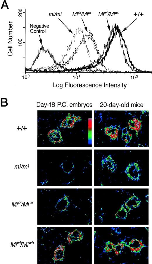 Fig. 3. Expression of c-kit protein in CMCs and skin mast cells. (A) Flow cytometry of the surface expression of c-kitprotein in CMCs derived from +/+, mi/mi,Mior/Mior, andMiwh/Miwh mice. Cells were incubated with either ACK2 MoAb or negative control antibody. (B) The representative field showing the content of c-kit protein in skin mast cells of day-18 pc embryos or 20-day-old mice. Specimens were observed by the confocal laser scanning microscope after staining c-kit protein with ACK2 MoAb. At least 20 fields were examined in three tissue samples obtainied from different mice, and comparable results were obtained. The intensity of fluorescence is shown by colors (the upper is the stronger). (Original magnification × 2,500.)