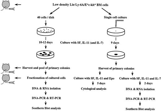 Fig. 1. Schematic presentation of experimental protocol (for detail refer to text).