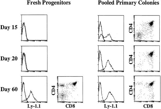 Fig. 2. Three-color flow cytometric analysis of thymocytes of C.B.-17 scid mice injected with freshly prepared primitive marrow progenitors or pooled primary colonies. Five thousand enriched marrow cells (left) or the equivalent of 40 pooled primary colonies (right) were injected intravenously into scid mice. On days 15, 20, 25, and 60 after cell transfer, thymocytes were analyzed for Ly-1.1, CD4, and CD8. The expression of Ly-1.1 on whole thymocytes and that of CD4 and CD8 on Ly-1.1+ cells at each time is shown.
