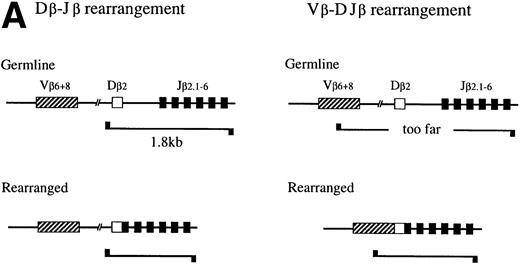 Fig. 4. PCR analysis of the Dβ-Jβ and Vβ-DJβ rearrangements of the TCR gene. (A) Schematic presentations of the PCR-based analyses of β-chain D-J (left) and V-DJ (right) gene rearrangements. (B) and (C) Enriched primitive marrow progenitors were cultured with SF, IL-11, and IL-7 in methylcellulose. On day 11 of culture, resulting primary colonies were individually harvested, pooled, and sorted on the basis of the expression of Ly-6A/E and FcγRII/III. DNA was extracted from crude and sorted cells, control monocyte/macrophage cell line (Raw 264.7) and thymocytes. One hundred micrograms of DNA was PCR amplified for 25 cycles for (Dβ-Jβ, B) or for 35 cycles (Vβ-DβJβ, C). Signals were visualized by using a DIG-conjugated probe and a DIG luminescent detection kit. * Signals were obtained after a short exposure.