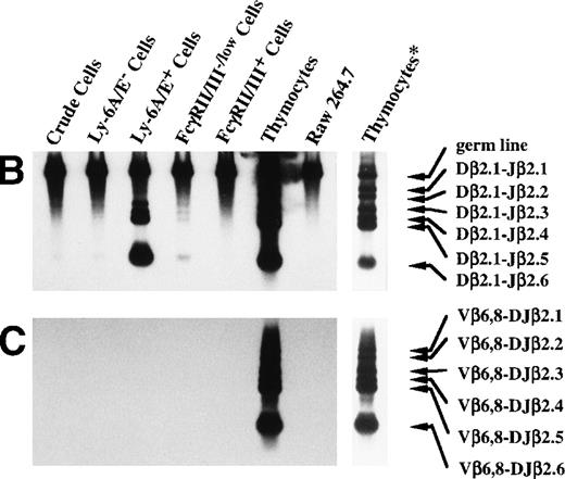 Fig. 4. PCR analysis of the Dβ-Jβ and Vβ-DJβ rearrangements of the TCR gene. (A) Schematic presentations of the PCR-based analyses of β-chain D-J (left) and V-DJ (right) gene rearrangements. (B) and (C) Enriched primitive marrow progenitors were cultured with SF, IL-11, and IL-7 in methylcellulose. On day 11 of culture, resulting primary colonies were individually harvested, pooled, and sorted on the basis of the expression of Ly-6A/E and FcγRII/III. DNA was extracted from crude and sorted cells, control monocyte/macrophage cell line (Raw 264.7) and thymocytes. One hundred micrograms of DNA was PCR amplified for 25 cycles for (Dβ-Jβ, B) or for 35 cycles (Vβ-DβJβ, C). Signals were visualized by using a DIG-conjugated probe and a DIG luminescent detection kit. * Signals were obtained after a short exposure.