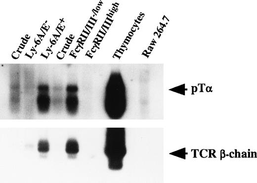 Fig. 5. mRNA expression of pT and TCR β-chain by fractionated pooled primary colony cells. Total RNA was purified from a monocyte/macrophage cell line (Raw 264.7), thymocytes, and crude and fractionated pooled primary colony cells. Next, 0.3 μg to 0.5 μg of RNA was subjected to reverse transcription. One-tenth of the cDNA was then PCR-amplified for 45 cycles. Signals were visualized by using a DIG-conjugated probe and a DIG luminescent detection kit.