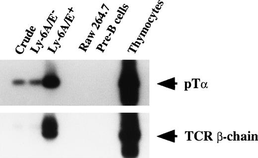 Fig. 6. mRNA expression of pT and TCR β-chain by cultured pre-B cells. Fractionated pooled primary colony cells, Raw 264.7, pre-B cells, and thymocytes were analyzed as to mRNA expression of pT and TCR β-chain.