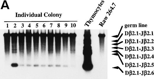 Fig. 7. Dβ-Jβ TCR gene rearrangement and mRNA expression of pT and TCR β-chain by individual primary colonies. Genomic DNA and total RNA were extracted from aliquots of each primary colony derived from micromanipulated individual primitive marrow progenitors. (A) The DNA of each primary colony was used for the PCR analysis of the Dβ-Jβ rearrangement of the TCR gene. A Southern blot analysis of 10 representative primary colonies. (B) The RNA of each primary colony was examined for the presence of pT and TCR β-chain mRNA by RT-PCR. Southern blot analyses of 17 primary colonies.