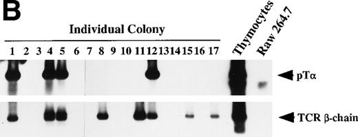 Fig. 7. Dβ-Jβ TCR gene rearrangement and mRNA expression of pT and TCR β-chain by individual primary colonies. Genomic DNA and total RNA were extracted from aliquots of each primary colony derived from micromanipulated individual primitive marrow progenitors. (A) The DNA of each primary colony was used for the PCR analysis of the Dβ-Jβ rearrangement of the TCR gene. A Southern blot analysis of 10 representative primary colonies. (B) The RNA of each primary colony was examined for the presence of pT and TCR β-chain mRNA by RT-PCR. Southern blot analyses of 17 primary colonies.