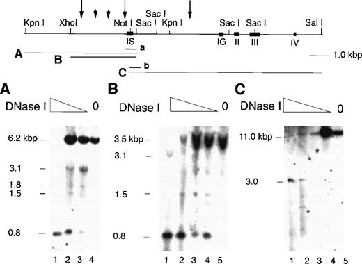 Fig. 4. DNase I hypersensitive sites in the upstream region of the IS and IG exons of GATA-2 gene. The top panel shows the position of DNase I hypersensitive sites in the 5′ region of the locus. Long arrows represent major hypersensitive sites and short arrows represent minor sites. Probe positions are also shown (a and b). Genomic DNA treated with DNase I were digested byKpnI/SacI (A),XhoI/SacI (B), orNotI/SalI (C), and hybridized with probe a (A and B) or probe b (C). Two major hypersensitive sites were found in the upstream region of the IS exon and two minor sites were also found at 1.8 and 1.5 kbp upstream from the SacI site. The SacI site is 0.4 kbp downstream from the transcription start site of IS exon. One major hypersensitive site exists in 3.0 kbp downstream from the NotI site in the IS exon (C).