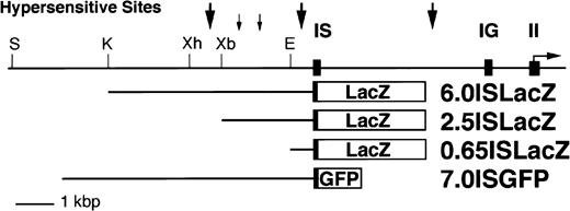 Fig. 5. Reporter constructs used in the transgenic assays. Three different LacZ reporter constructs, and one GFP construct, were prepared to study the IS promoter mediated transcriptional activity of the mGATA-2 gene. The open boxes represent the LacZ orGFP gene and closed boxes represent mGATA-2 gene exons. Abbreviations for the restriction enzyme sites are E, EcoRI; K,KpnI; S, SalI; Xb, XbaI; Xh, XhoI.