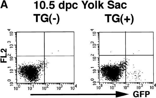 Fig. 8. GFP-positive cells show cell surface markers characteristic to hematopoietic progenitors. The 7.0ISGFP transgenic mouse embryos (line 398) were analyzed. Yolk sac from 10.5 dpc embryos (A), AGM regions from 10.5 dpc embryos (B and C), and liver rudiments from 10.5 and 11.0 dpc embryos (B and C) were dissected, and single-cell suspensions from the tissues were analyzed by FACS directly (A) or after staining with monoclonal antibodies (B and C). PE-conjugated anti-Sca1, anti-CD45, and anti–c-kit antibodies (B), and biotin-conjugated anti-CD34, anti–flk-1, and anti-Ter119 antibodies and streptoavidine-APC were used (C). IgG2b antibody was used as a control.