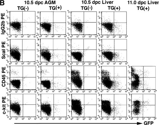 Fig. 8. GFP-positive cells show cell surface markers characteristic to hematopoietic progenitors. The 7.0ISGFP transgenic mouse embryos (line 398) were analyzed. Yolk sac from 10.5 dpc embryos (A), AGM regions from 10.5 dpc embryos (B and C), and liver rudiments from 10.5 and 11.0 dpc embryos (B and C) were dissected, and single-cell suspensions from the tissues were analyzed by FACS directly (A) or after staining with monoclonal antibodies (B and C). PE-conjugated anti-Sca1, anti-CD45, and anti–c-kit antibodies (B), and biotin-conjugated anti-CD34, anti–flk-1, and anti-Ter119 antibodies and streptoavidine-APC were used (C). IgG2b antibody was used as a control.