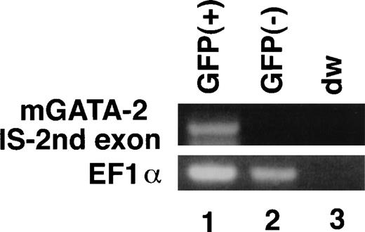 Fig. 9. GFP-expression recapitulates endogenous IS promoter activity. GFP-positive and -negative cell fractions were sorted by FACS from the liver of 11.5 dpc embryo of 7.0ISGFP transgenic mouse. Endogenous expression of the IS exon of mouse GATA-2 gene was analyzed using RT-PCR. The primer pairs amplifying the elongation factor (EF) 1 mRNA was used as a control.38