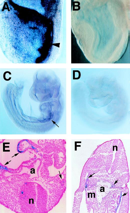 Fig. 1. In situ hybridization analysis of GATA-2 mRNA expression in early mouse embryos. GATA-2 mRNA expression was observed in the lateral mesoderm adjacent to primitive streak of 7.5 dpc embryo (A and B) and AGM region in 9.5 dpc embryo (C and D) with antisense probe (A and C), but not with sense probe (B and D). Arrowhead in panel A indicates the lateral mesoderm, and in panel C an arrow shows the splanchnopleura. Panels E and F are coronal sections of 9.5 and 10.5 dpc embryos analyzed with the antisense probe. Abbreviations are a, dorsal aorta; m, mesonephros; n, neural tube. Original magnifications are ×50 (E) and ×25 (F).