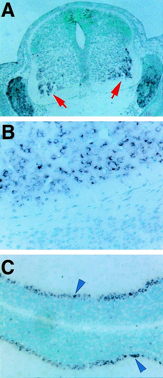 Fig. 3. GATA-2 mRNA expression in neuronal cells. GATA-2 was expressed in anterior horn of the spinal cord and the dorsal root ganglia of a 17.5 dpc embryo (A). In 12-week-old adult mice, GATA-2 was expressed in the cerebral cortex (B) and Purkinje cells of the cerebellum (arrowhead; C). Original magnifications are ×10 (A), ×64 (B), and ×16 (C).