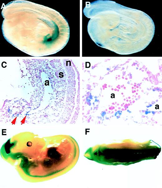 Fig. 6. Hematopoietic and neural tissue-specific transcription in the 6.0ISLacZ transgenic mouse. Whole-mount LacZ staining of 9.5 (A and B) and 11.5 (E and F) dpc embryos with 6.0ISLacZ transgene (line 869) is shown. Panel B shows a transgene-negative littermate (9.5 dpc), and C and D is a sagittal section of A. Panel D is a higher magnification of C. Original magnifications are ×25 (C), and ×200 (D). Panel F is a dorsal view of the embryo in panel E, showing that LacZ reporter-positive cells reside in the anterior horn of the spinal cord. Upper limb buds were eliminated to show the staining in the trunks. Abbreviations: a, dorsal aorta; s, somites; n, neural tube.