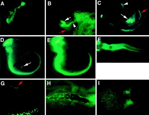 Fig. 7. Hematopoietic and neural tissue-specific transcription in the 7.0ISGFP transgenic mouse. Whole-mount analysis of GFP expression in 7.0ISGFP transgenic mouse embryos (line 398). GFP-positive cells were identified in the 8.5 dpc yolk sac (A) and 9.0 (B), 9.5 (C), 10.5 (D), and 11.5 (E) dpc embryos. Green fluorescence-positive cells are observed in para-aortic splanchnopleura (red arrows), liver rudiment (white arrows), and vitelline vessels (arrowheads). In panel E , the GFP brightly positive cells are in the ventral side of the neural tube. Panel F shows a dorsal view of the embryo in panel E. These embryos were also analyzed after dissection. GFP-positive cells are observed in para-aortic splanchnopleura in 9.5 dpc embryo (G) and in or near the dorsal aortic wall of 10.5 dpc embryo (H). GFP-positive cells are also observed in 11.5 dpc fetal liver (I). Upper limb buds were eliminated to show the staining in the trunks.