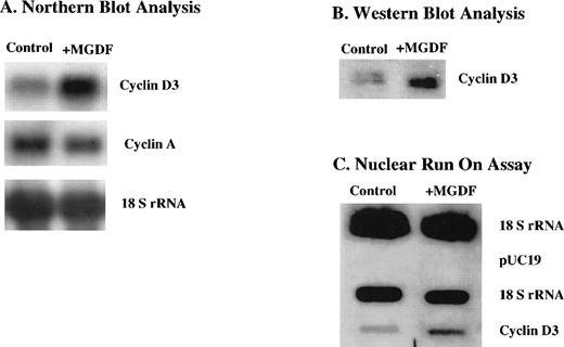 Fig. 1. Cyclin D3 gene expression is upregulated by Mpl ligand in Y10 cells, a subclone of the mouse megakaryocytic cell line L8057, at the (A) mRNA level, (B) protein level, and (C) transcriptional level. Y10 cells were cultured in the presence or absence of MGDF, as detailed in Materials and Methods. (A) Northern blot analysis of 15 μg total RNA, using cDNAs of cyclin D3 and cyclin A as probes. Equal loading of RNA per lane was confirmed by probing the blot with cDNA encoding 18S rRNA. (B) Western blot analysis of 10 μg protein from whole cell lysates of Y10 cells, using a cyclin D3 antibody. (C) Nuclear run-on assays, performed as described in Materials and Methods. Ten micrograms of plasmid containing cDNA for cyclin D3, 2 μg of plasmid containing cDNA for 18 S rRNA, or 10 μg pUC 19 was applied to nitrocellulose. The intensities of the bands were quantitated using the Electrophoresis Documentation and Analysis System. The data presented are of a representative experiment out of three performed.