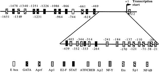 Fig. 3. Putative transcription factor binding sites in the cyclin D3 promoter. The numbers indicate the 5′ end of the indicated transcription factor recognition site in relation to the transcriptional start (+1).27