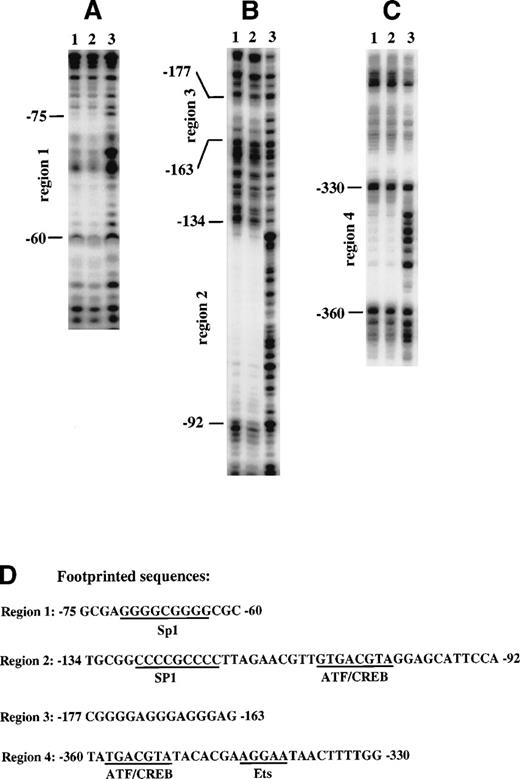 Fig. 4. Identification of nuclear factor binding sites by DNase I footprinting of the cyclin D3 promoter. A DNA fragment from the cyclin D3 gene promoter spanning sequences from −446 to −43 was end-labeled either at −43 (A and B) or at −446 (C). The fragment was incubated with 50 μg nuclear extract from Y10 cells cultured in the absence (lane 1) or presence (lane 2) of MGDF or with no nuclear extract (lane 3) and then digested with 1 U/mL (lane 1 and 2) or 0.1 U/mL (lane 3) of DNase. The protected sequences were identified by a sequencing reaction using primers end-labeled either at −37 or at −446. The nucleotide positions are indicated on the left. The sequences of the protected regions and nuclear factor putative binding sites are shown in (D). The data presented are of a representative experiment out of three performed.