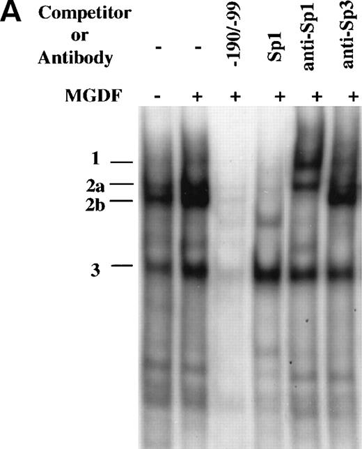 Fig. 5. Induction of Sp1 binding activity to cyclin D3 promoter by Mpl ligand. (A) A DNA fragment that extends from −190 to −99 bp was used in a gel mobility shift assay with nuclear extracts derived from Y10 cells cultured in the absence or presence of MGDF, as detailed in Materials and Methods. The resulting major distinctive protein complexes were indicated as 1, 2a, 2b, and 3. A 50-fold molar excess of unlabeled DNA fragment (−190/−99) or Sp1 consensus oligonucleotides were added as indicated. The sequence of the oligomer containing the Sp1 consensus site (underlined) was 5′ATTCGATCGGGGCGGGGCGAGC3′. Supershift analysis was conducted by incubating the reaction mix with Sp1 or Sp3 antibodies. Similar competition and supershift assays were also performed with nuclear extracts derived from cells not treated with MGDF, yielding data similar to those described in this figure (not shown). The intensities of the bands were quantitated using the Electrophoresis Documentation and Analysis System. (B) The larger DNA fragment spanning the region −190 to −37 (−190/−37wt) was used as a probe for gel mobility shift assay along with nuclear extract derived from Y10 cells treated with MGDF. A 50-fold molar excess of unlabeled −190/−37(Wt) DNA fragment was added as a competitor and a Sp1 antibody was added when indicated. Similar shifts were conducted with probes containing mutations in one (−190/37m1 or −190/37m2) or both (−190/−37m1/m2) of the Sp1 sites at −64 to −72 and −121 to −129, respectively. The nucleotides in each mutated Sp1 site are GGAATGGGG (as compared with GGGGCGGGG in wild-type). The intensities of the bands were quantitated using the Electrophoresis Documentation and Analysis System, indicating a 2.7-fold increase in the extent of Sp1 binding in extracts derived from MGDF-treated cells, as compared with control nontreated cells (not shown). (C) Oligonucleotides spanning the region from −139 to −90, in which the ATF/CREB site at position −103 to −110 was mutated (−139/−90mATF), or oligonucleotides spanning the region from −139 to −90, in which the Sp1 site at −121 to −129 was mutated (−139/−90mSp1), and oligonucleotides extending from −139 to −90 (−139/−90) were used as probes in gel mobility shift assays. The nature of the mutations is described in Materials and Methods. A 50-fold molar excess of unlabeled Sp1 consensus oligonucleotides or 1 μg anti-Sp1 was added as indicated. The intensities of the bands were quantitated using the Electrophoresis Documentation and Analysis System, indicating no significant change in the extent of ETF/CREB binding in extracts derived from MGDF-treated cells, as compared with control nontreated cells (not shown). The data shown are taken from a representative experiment of four performed.