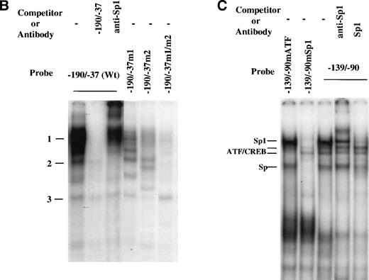 Fig. 5. Induction of Sp1 binding activity to cyclin D3 promoter by Mpl ligand. (A) A DNA fragment that extends from −190 to −99 bp was used in a gel mobility shift assay with nuclear extracts derived from Y10 cells cultured in the absence or presence of MGDF, as detailed in Materials and Methods. The resulting major distinctive protein complexes were indicated as 1, 2a, 2b, and 3. A 50-fold molar excess of unlabeled DNA fragment (−190/−99) or Sp1 consensus oligonucleotides were added as indicated. The sequence of the oligomer containing the Sp1 consensus site (underlined) was 5′ATTCGATCGGGGCGGGGCGAGC3′. Supershift analysis was conducted by incubating the reaction mix with Sp1 or Sp3 antibodies. Similar competition and supershift assays were also performed with nuclear extracts derived from cells not treated with MGDF, yielding data similar to those described in this figure (not shown). The intensities of the bands were quantitated using the Electrophoresis Documentation and Analysis System. (B) The larger DNA fragment spanning the region −190 to −37 (−190/−37wt) was used as a probe for gel mobility shift assay along with nuclear extract derived from Y10 cells treated with MGDF. A 50-fold molar excess of unlabeled −190/−37(Wt) DNA fragment was added as a competitor and a Sp1 antibody was added when indicated. Similar shifts were conducted with probes containing mutations in one (−190/37m1 or −190/37m2) or both (−190/−37m1/m2) of the Sp1 sites at −64 to −72 and −121 to −129, respectively. The nucleotides in each mutated Sp1 site are GGAATGGGG (as compared with GGGGCGGGG in wild-type). The intensities of the bands were quantitated using the Electrophoresis Documentation and Analysis System, indicating a 2.7-fold increase in the extent of Sp1 binding in extracts derived from MGDF-treated cells, as compared with control nontreated cells (not shown). (C) Oligonucleotides spanning the region from −139 to −90, in which the ATF/CREB site at position −103 to −110 was mutated (−139/−90mATF), or oligonucleotides spanning the region from −139 to −90, in which the Sp1 site at −121 to −129 was mutated (−139/−90mSp1), and oligonucleotides extending from −139 to −90 (−139/−90) were used as probes in gel mobility shift assays. The nature of the mutations is described in Materials and Methods. A 50-fold molar excess of unlabeled Sp1 consensus oligonucleotides or 1 μg anti-Sp1 was added as indicated. The intensities of the bands were quantitated using the Electrophoresis Documentation and Analysis System, indicating no significant change in the extent of ETF/CREB binding in extracts derived from MGDF-treated cells, as compared with control nontreated cells (not shown). The data shown are taken from a representative experiment of four performed.