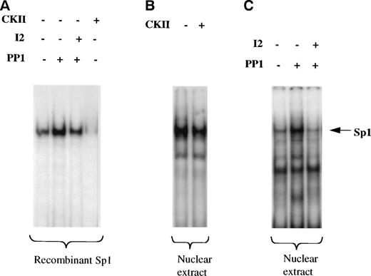 Fig. 7. Nonphosphorylated Sp1 has higher DNA binding activity to the cyclin D3 promoter. A cyclin D3 DNA fragment that extends from −190 to −99 bp was used in a gel mobility shift assay. (A) Before being used in the gel mobility shift assay, human recombinant Sp1 (hrSp1) was subjected to dephosphorylation by protein phosphatase 1 (PP1) in the absence or presence of PP1 inhibitor 2 (I2) or to a phosphorylation reaction with casein kinase II (CKII), under conditions shown before to indeed affect the phosphorylation state of SP1 (as in Fig 8). (B) Nuclear extracts from Y10 cells were subjected to a kinase reaction with CKII, before being used in the gel mobility shift assay. (C) Nuclear extracts from Y10 cells were subjected to dephosphorylation with PP1 in the absence or presence of I2, before being used in the gel mobility shift assay. The buffer required for PP1 activity is different from that for CKII activity (see Materials and Methods), thus resulting in a somewhat different intensity of Sp1 binding under the two buffer conditions. The arrow points to the Sp1 complex, initially confirmed by supershift experiments with anti-Sp1 (as in Fig 5).