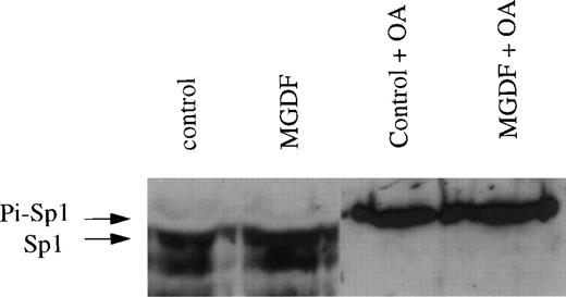 Fig. 8. The levels of nonphosphorylated Sp1 are increased by Mpl-ligand in Y10 megakaryocytes. In a Western blot of a 7% SDS-PAGE, lanes were loaded each with 10 μg nuclear extract prepared from Y10 cells treated for 3 days with or without 25 ng/mL MGDF in the absence or presence 100 nmol/L OA, as indicated. The major bands detected were 105 and 95 kD, as also reported by others.3132 One arrow points to the major phosphorylated form of Sp1 (designated as Pi-Sp1 of ∼115 kD), and a second arrow points to the nonphosphorylated form of Sp1 (105 kD). The blot was treated with the ECL system as indicated in Materials and Methods. Equal loading of protein per lane was confirmed by staining with Ponceau S (not shown),24 followed by destaining and antibody reaction. The results shown are of a representative experiment out of three performed.
